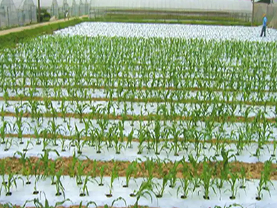 1663056077484914.jpg 農(nóng)用薄膜官網(wǎng).jpg